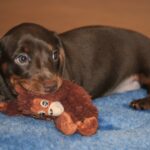 Mya-female-miniature-dachshund-puppy-for-sale- (4)