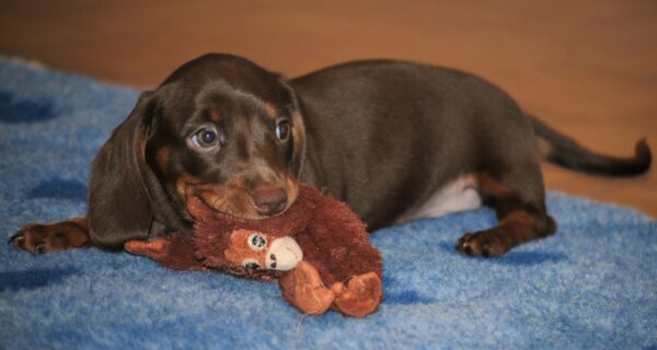 Mya Miniature Dachshund Mya Miniature Dachshund