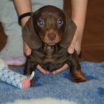 Mya-female-miniature-dachshund-puppy-for-sale- (5)