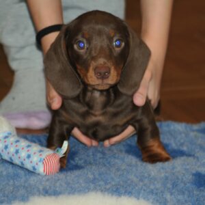 Mya Miniature Dachshund Mya Miniature Dachshund