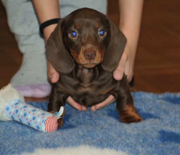 Mya Miniature Dachshund Mya Miniature Dachshund