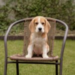 Nalissa-female-Beagle-puppy-for-sale-1