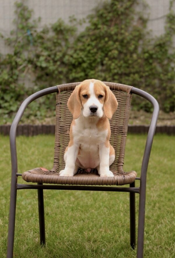 Nalissa Beagle Nalissa Beagle