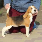 Nalissa-female-Beagle-puppy-for-sale-2