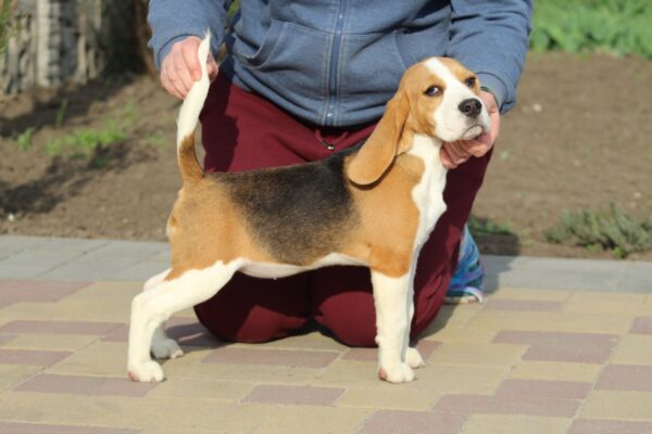 Nalissa Beagle Nalissa Beagle