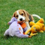 Nalissa-female-Beagle-puppy-for-sale-3