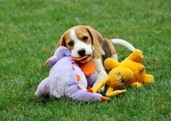 Nalissa Beagle Nalissa Beagle