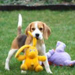 Nalissa-female-Beagle-puppy-for-sale-4