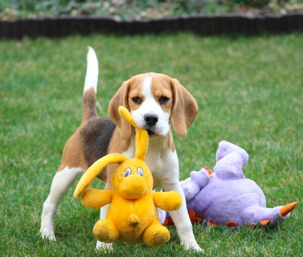 Nalissa Beagle Nalissa Beagle