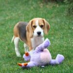 Nalissa-female-Beagle-puppy-for-sale-5