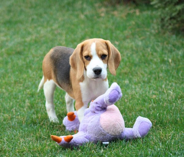 Nalissa Beagle Nalissa Beagle