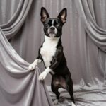 Norman-male-chihuahua-puppy-for-sale-1 (2)