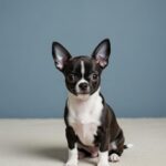 Norman-male-chihuahua-puppy-for-sale-1 (3)