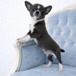 Norman-male-chihuahua-puppy-for-sale-1 (4)