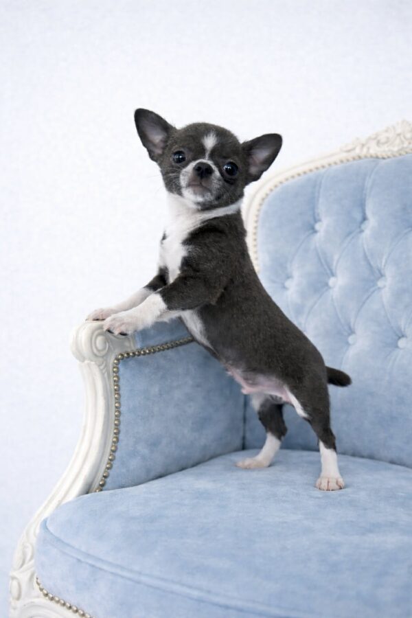 Norman Chihuahua Norman Chihuahua