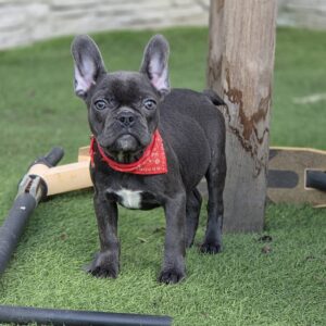 Norzhina French Bulldog Norzhina French Bulldog