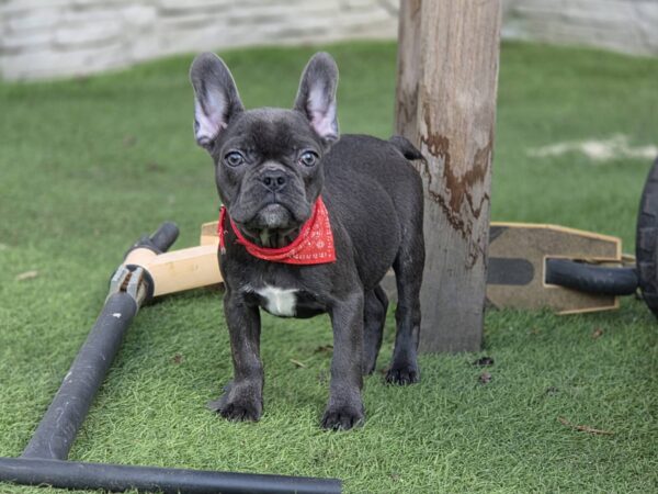 Norzhina French Bulldog Norzhina French Bulldog