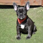 Norzhina-female-french-bulldog-puppy-for-sale-1 (2)