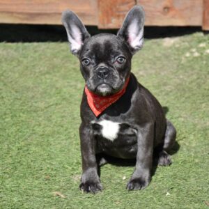 Norzhina French Bulldog Norzhina French Bulldog