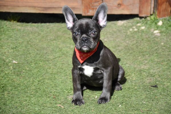 Norzhina French Bulldog Norzhina French Bulldog