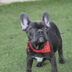 Norzhina-female-french-bulldog-puppy-for-sale-1 (3)