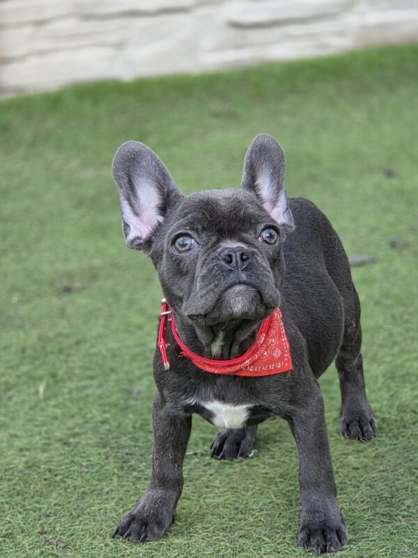 Norzhina French Bulldog Norzhina French Bulldog