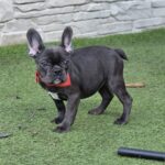 Norzhina-female-french-bulldog-puppy-for-sale-1 (4)
