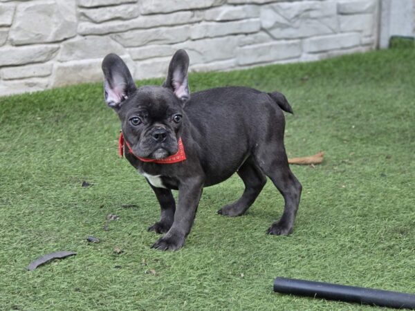 Norzhina French Bulldog Norzhina French Bulldog