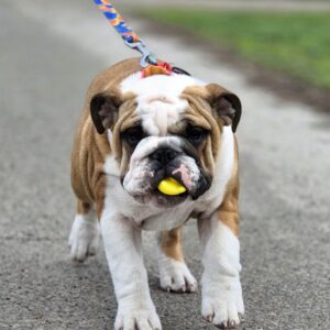 Octavia English Bulldog Octavia English Bulldog