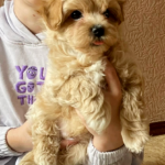 Olaf-male-Maltipoo-puppy-for-sale-1