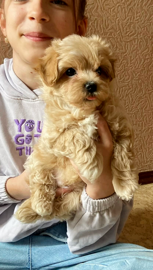 Olaf Maltipoo Olaf Maltipoo