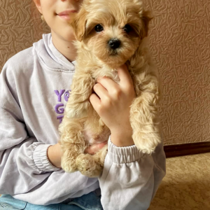 Olaf Maltipoo Olaf Maltipoo