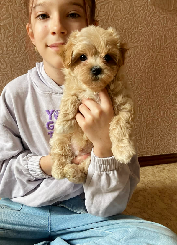 Olaf Maltipoo Olaf Maltipoo