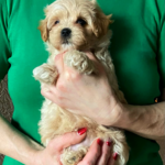 Olaf-male-Maltipoo-puppy-for-sale-3