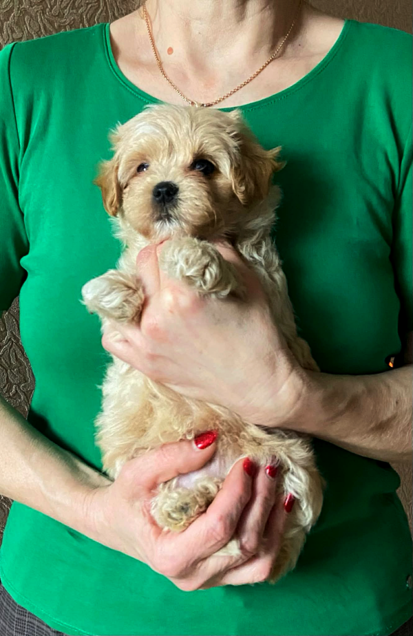 Olaf Maltipoo Olaf Maltipoo