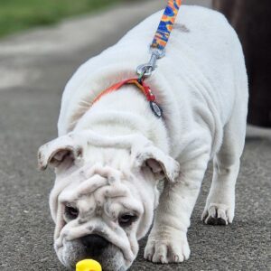 Olivia English Bulldog Olivia English Bulldog