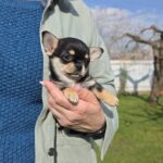Olli-female-chihuahua-puppy-for-sale-1 (1)