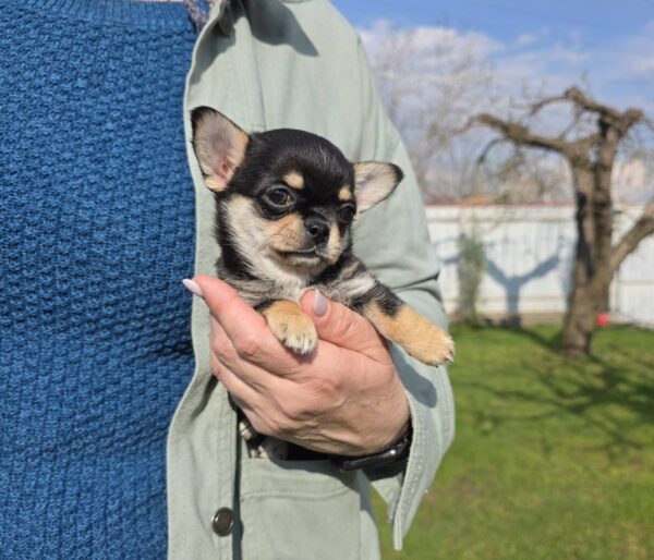 Olli Chihuahua Olli Chihuahua