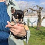 Olli-female-chihuahua-puppy-for-sale-1 (2)