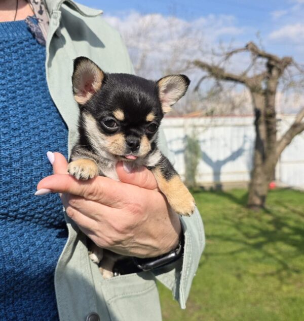 Olli Chihuahua Olli Chihuahua