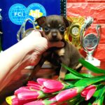 Opara-female-Russian-Toy-puppy-for-sale-1