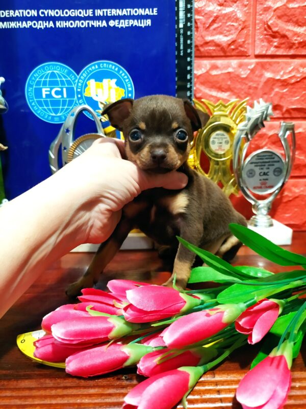 Opara Russian Toy Terrier Opara Russian Toy Terrier