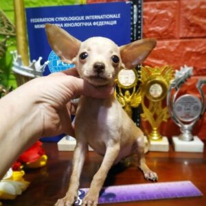 Opium Russian Toy Terrier Opium Russian Toy Terrier