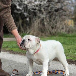 Orhcid English Bulldog Orhcid English Bulldog
