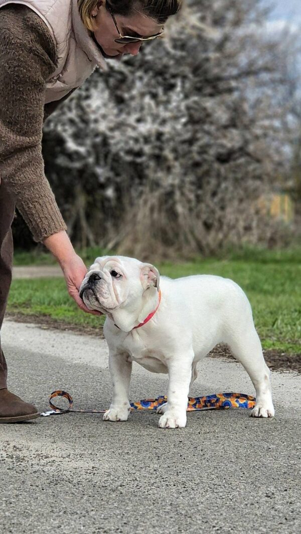 Orhcid English Bulldog Orhcid English Bulldog