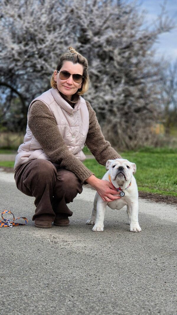 Orhcid English Bulldog Orhcid English Bulldog