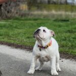 Orhcid-female-english-bulldog-puppy-for-sale-1 (3)
