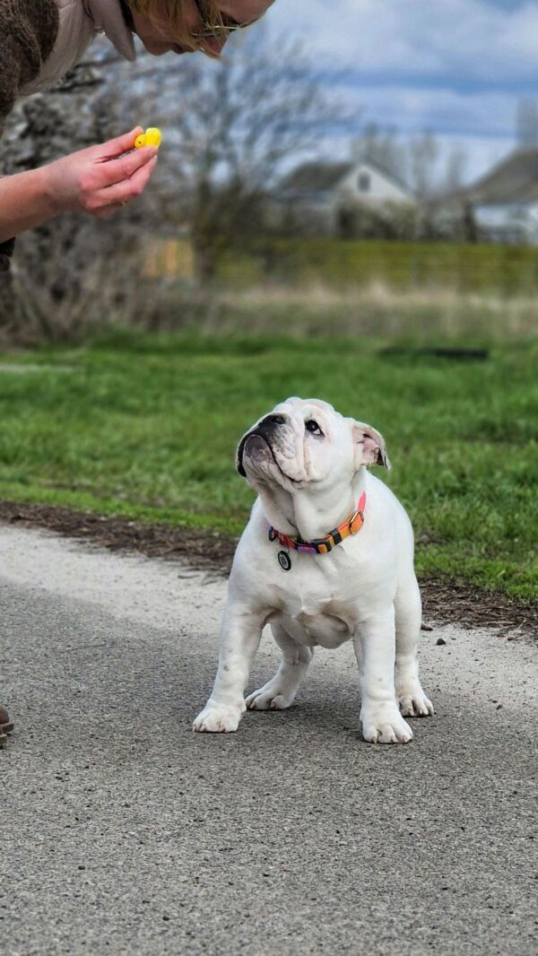 Orhcid English Bulldog Orhcid English Bulldog