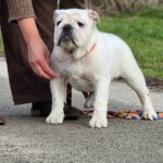 Orhcid-female-english-bulldog-puppy-for-sale-1 (4)
