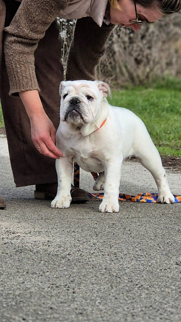 Orhcid English Bulldog Orhcid English Bulldog